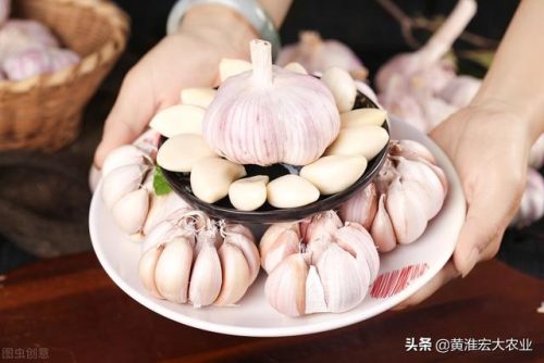 主产大蒜国家排名前十(爱吃大蒜的国家有)插图
