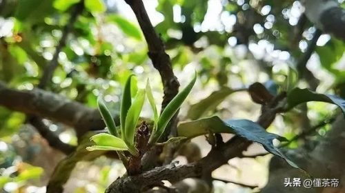 普洱茶叶价格排行榜(顶级普洱茶品牌排行榜)插图2