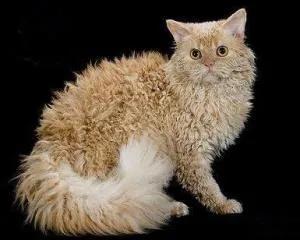 世界名猫排行榜(好猫的品种前十名)插图7