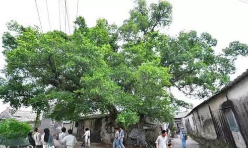 潮汕著名故居排名前十(潮汕古代名人)插图15