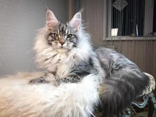 世界猫智商排行榜(什么猫的智商最高,排名)插图3
