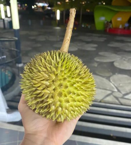 最好的榴莲品种排行榜(榴莲品种十大排名)插图15