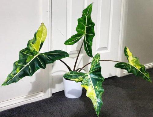 室内大型植物排名前十(适合北方室内养的盆栽)插图7