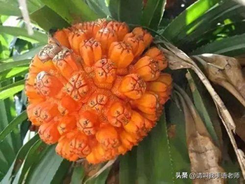 世界最奇葩的水果排名前十(全球六大奇葩水果)插图5