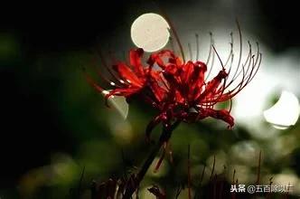 彼岸花诗(彼岸花最惊艳有名的诗句)插图4