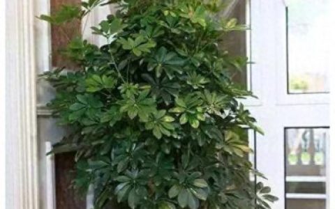 盆栽绿植排名前十(盆栽品牌排行榜)