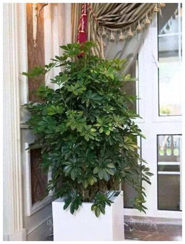 盆栽绿植排名前十(盆栽品牌排行榜)插图
