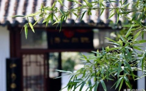 清平乐村居的意思(宿新市徐公店的意思)