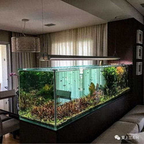 十大鱼缸品种排行榜(十大鱼缸排名前十名)插图24