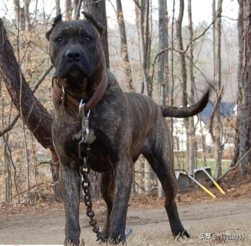 狗凶猛排行榜(十大攻击力最强的犬)插图5