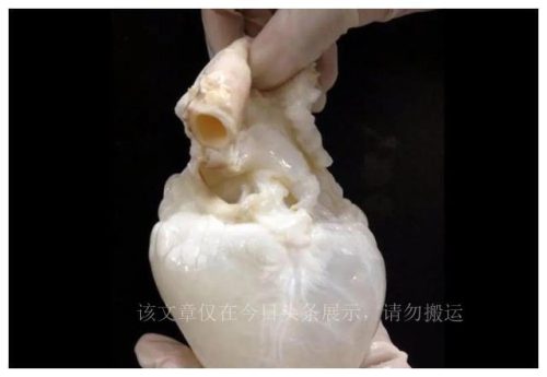 冯哈根斯(大连哈根斯工厂)插图1