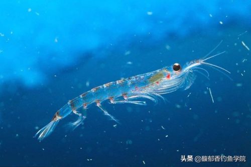 黑鲷窝料排名前十(海钓黑鲷窝料配方)插图1