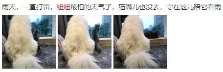 微博红人排行榜男(男网红排名前十)插图16