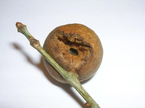 土耳其进口药材排名前十(土耳其仿制药)插图7