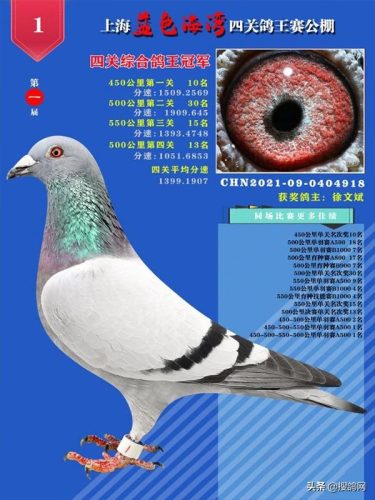 北京公棚排行榜(北京赛鸽公棚有哪些)插图7