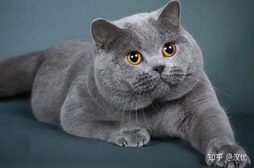 可爱猫咪排行榜(猫咪品种大全排行榜)插图5