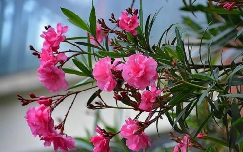 毒花排行榜(十大毒花排名)插图21