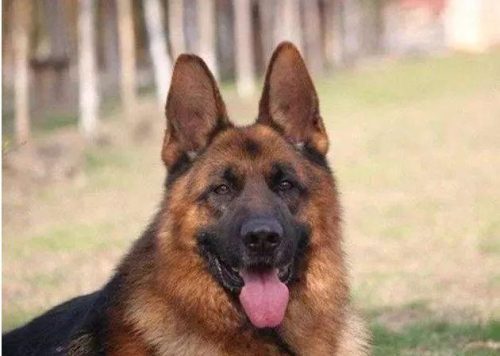 十大忠诚猛犬排行榜(十大最忠诚的狗排名)插图11