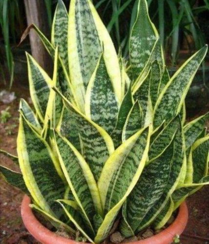 耐旱小众植物排名前十(耐寒耐旱的室内植物)插图4
