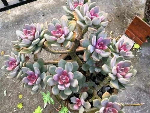 最受欢迎多肉排行榜(最受欢迎十大多肉品种)插图12