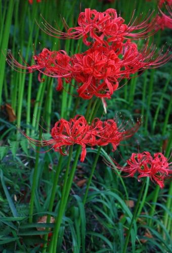毒花排行榜(十大毒花排名)插图5