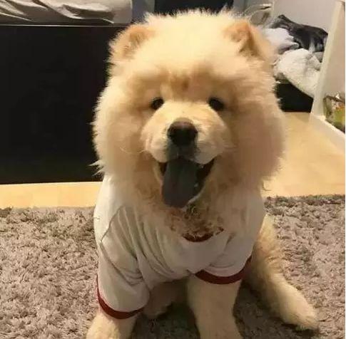 十大忠诚猛犬排行榜(十大最忠诚的狗排名)插图6