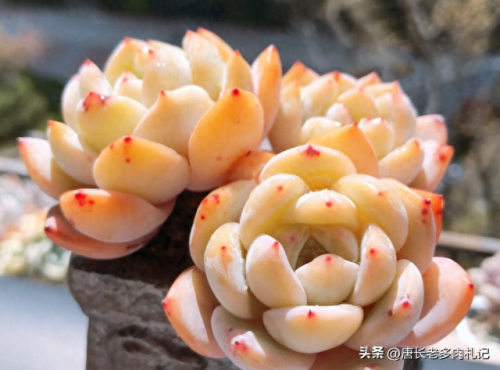十大多肉推荐排行榜(十大最贵法师多肉)插图6