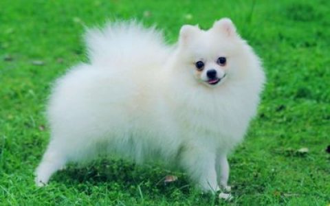 十大宠物犬排行榜图片(十大宠物犬名称及图片)