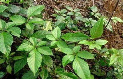 十大山草药排行榜图片(十大治疗高血压草药图片)插图1