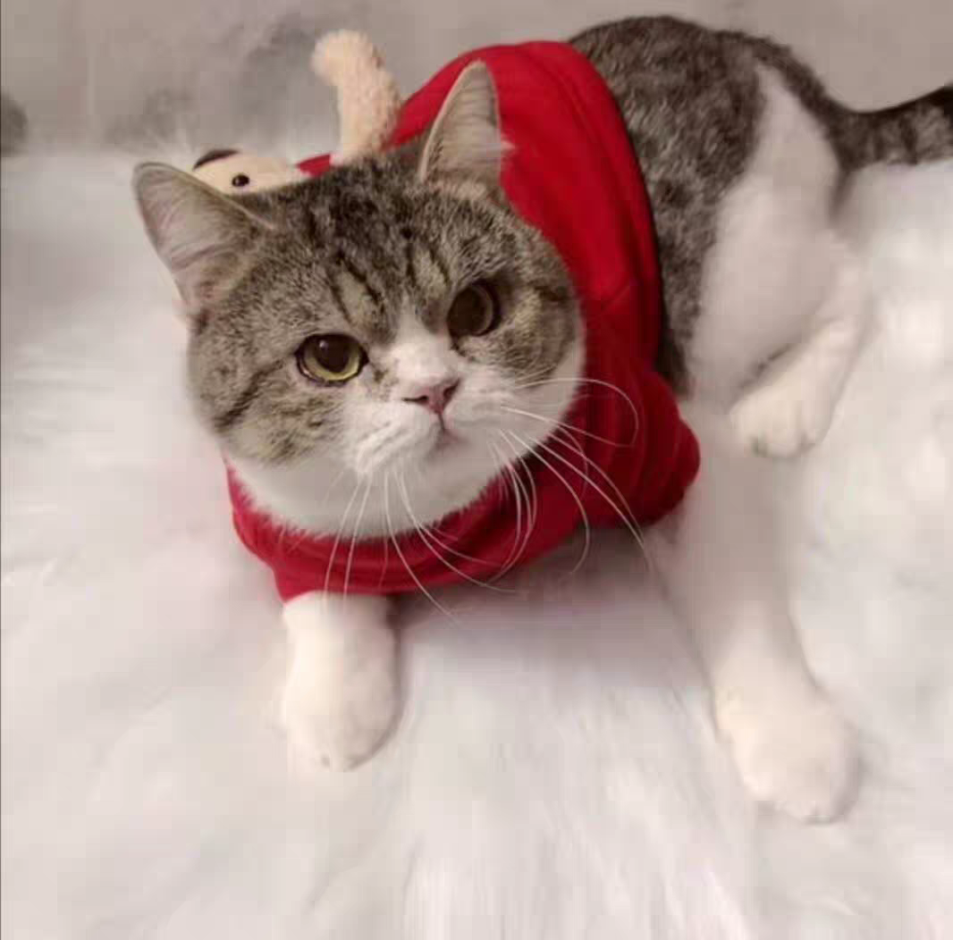猫粮排行榜国产十大品牌(中国十大国产猫粮品牌排行榜)插图1