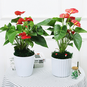 十大室内养殖绿植排行榜(室内绿植怎么养殖方法)插图2