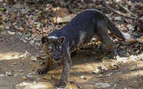 中国十大凶猛野兽排行榜(世界十大凶猛野兽)