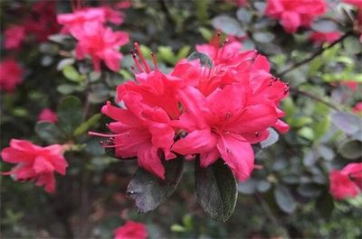 十大名花价格排行榜(世界十大名花排行榜)插图1