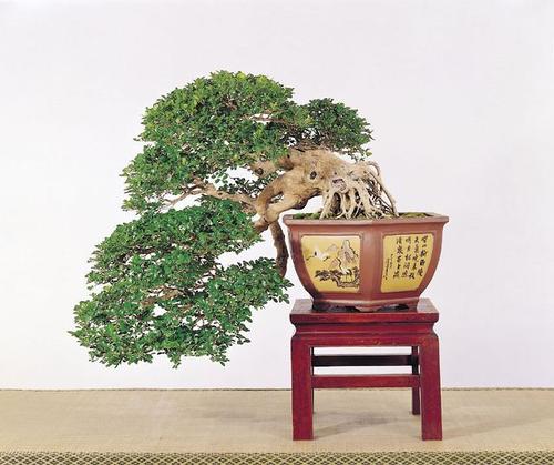 中国盆景价钱排行榜(中国盆景大师排行榜)插图2