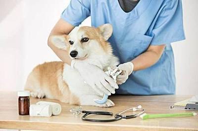 国内十大禁养犬排行榜(国内十大医院排行榜)插图2