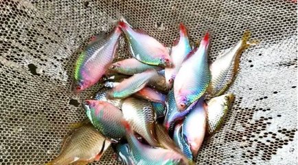 十大赏鱼平台排行榜(鱼竿十大品牌排行榜前十名)插图