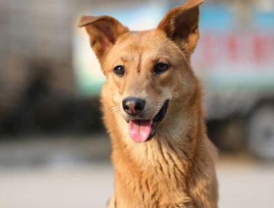 中国田园犬排行榜(中国的田园犬)插图1