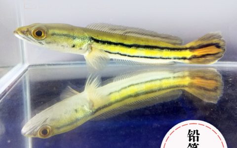 十大凶猛的猎狗排行榜(十大最凶猛的观赏鱼排行榜)