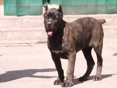 世界十大最佳犬种排行榜(世界十大攻击性犬种)插图3