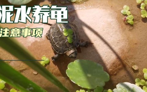十大放生甲鱼排行榜(甲鱼饲料十大品牌排行榜)