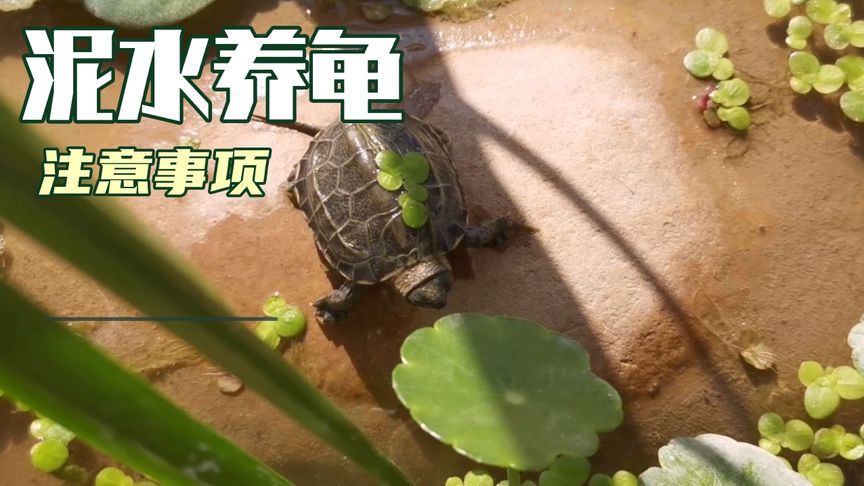 十大放生甲鱼排行榜(甲鱼饲料十大品牌排行榜)插图