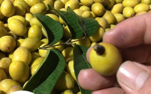 中国龙眼排行榜(龙眼品牌排行榜)
