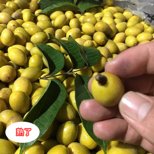 中国龙眼排行榜(龙眼品牌排行榜)插图