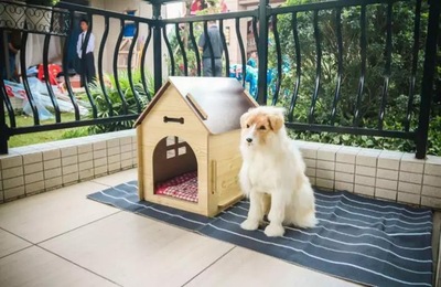 昆明十大犬舍排行榜最新(昆明十大购物中心排行榜)插图