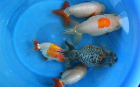中国鱼食排行榜(斗鱼鱼食排行榜)