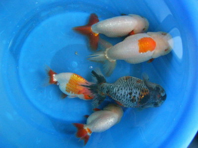 中国鱼食排行榜(斗鱼鱼食排行榜)插图