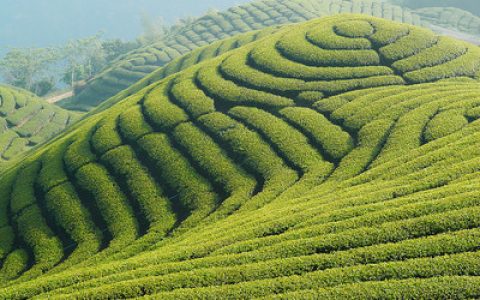 临沧十大名茶排行榜图片(临沧茶叶十大名茶)