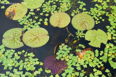 芡实品牌十大排行榜(芡实品牌排行榜前十名)插图1