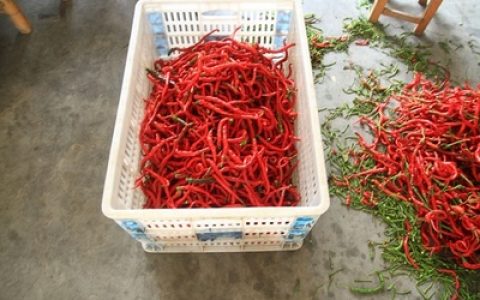 十大干辣椒品种排行榜(干辣椒辣度排行榜)