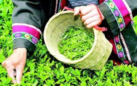 世博十大名茶排行榜(湖北十大名茶品牌排行榜)